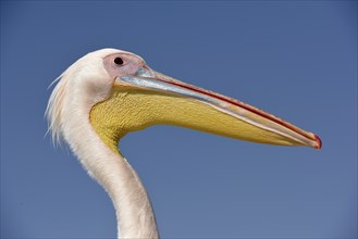 Great white pelican (Pelecanus onocrotalus), animal portrait, near Pelican Point, Walfish Bay,