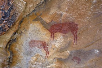 Rock rock painting in the molar cave, near Twyfelfontein, Kunene region, Namibia, Africa