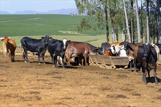 Milk Cows in the Serra da Canastra, Sao Roque das Minas, Minas Gerais state, Brazil, South America