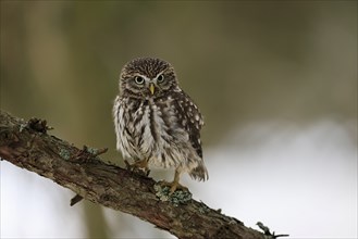 Pygmy Owl (Glaucidium passerinum), adult, in winter, perch, watchful, Bohemian Forest, Czech