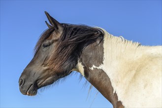 Portrait of a pony in a pasture in the landscape. Bas-Rhin, Collectivite europeenne d'Alsace, Grand