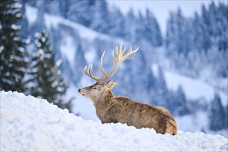 Red deer (Cervus elaphus) stag on a snowy meadow in the mountains in tirol, Kitzbühel, Wildpark