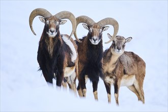 European mouflon (Ovis aries musimon) rams with ewe on a snowy meadow in the mountains in tirol,