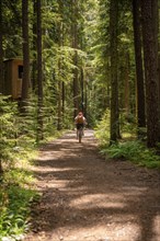 Bicycle from behind through the forest, Black Forest, Germany, Europe