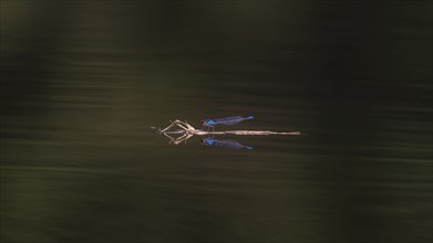 Close-up, small red-eyed damselfly (Erythromma viridulum), male, Neustadt am Rübenberge, Germany,