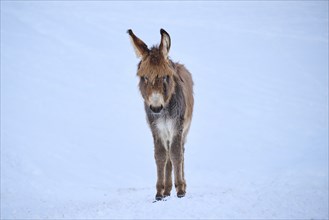 Domestic donkey (Equus asinus asinus) on a snowy meadow in the mountains in tirol, Kitzbühel,