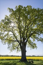 English oak (Quercus robur), solitary standing next to a flowering rape (Brassica napus), backlit