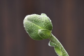 Closed (Papaver) flower bud in front of dark background