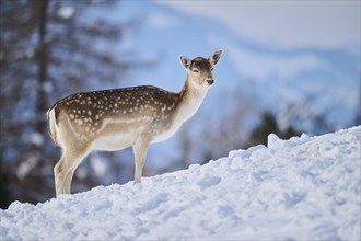 European fallow deer (Dama dama) doe on a snowy meadow in the mountains in tirol, Kitzbühel,