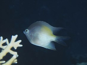 Yellow-sided damselfish (Amblyglyphidodon flavilatus), dive site House Reef, Mangrove Bay, El