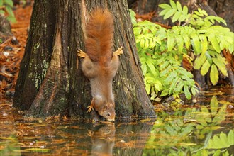 Eurasian red squirrel (Sciurus vulgaris) drinking at a lake, wildlife, Germany, Europe