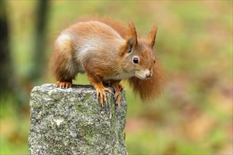 Eurasian red squirrel (Sciurus vulgaris) on a stone, wildlife, Germany, Europe