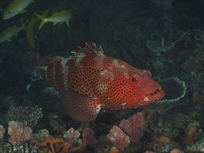 Red grouper (Epinephelus posteli), dive site Sodwana Bay National Park, Maputaland Marine Reserve,