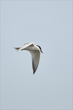 Gull-billed tern (Gelochelidon nilotica) flying in the sky, hunting, ebro delta, Catalonia, Spain,