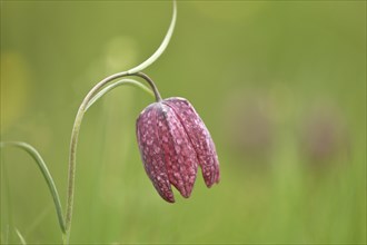 Snake's head fritillary (Fritillaria meleagris), in a meadow, Wilden, North Rhine-Westphalia,