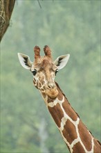 Reticulated giraffe (Giraffa camelopardalis reticulata), portrait, Germany, Europe