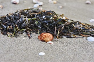 Shellfish and seaweed lying on the beach, "Platja del Fangar", nature reserve, ebro delta,