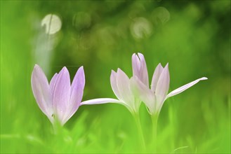 Autumn crocus (Colchium speciosum), September, Saxony, Germany, Europe