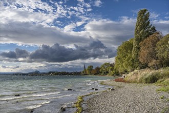 Autumn storm on the shore of the Mettnau peninsula near Radolfzell on Lake Constance, Constance