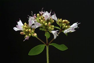 Oregano (Origanum vulgare), true dost, labiates family, used as a spice plant and medicinal herb