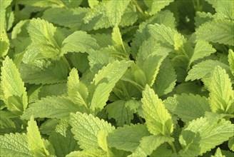 Lemon balm (Melissa officinalis) or melissa, family of the labiates, the foliage leaves, Melissae