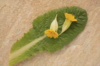 Common cowslip (Primula veris), is a species of plant from the genus Primula, medicinal plant,