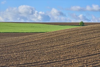 Landscape with potato field in spring, Großheubach, Miltenberg, Spessart, Bavaria, Germany, Europe