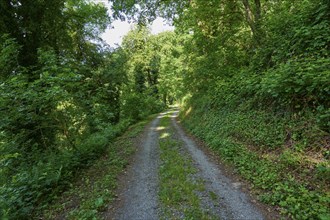 Forest path in spring, Großheubach, Miltenberg, Spessart, Bavaria, Germany, Europe