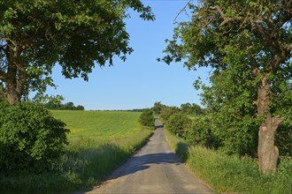 Field road with apple tree in spring, Großheubach, Miltenberg, Spessart, Bavaria, Germany, Europe