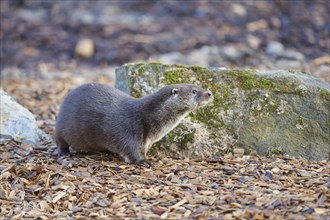 European Otter (Lutra lutra), captive