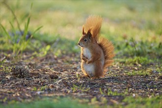 Red Squirrel (Sciurus vulgaris), in park at spring