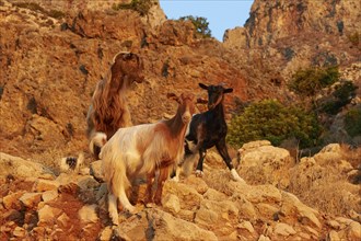 Goats (Caprae), on rocks, reddish morning light, Gramvoussa Peninsula, Pirate Bay, Balos, Tigani,