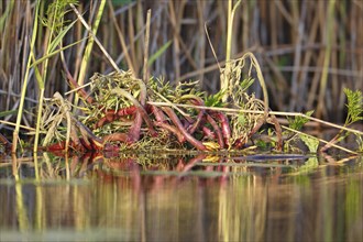 Floating vegetation in the water, Peene Valley River Landscape nature park Park,