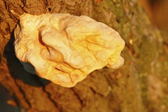 Yellow tree fungus on a willow, Peene Valley River Landscape nature park Park, Mecklenburg-Western