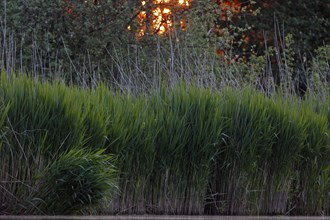 Sunset over the reeds on the Trebel River, Peene Valley River Landscape nature park Park,