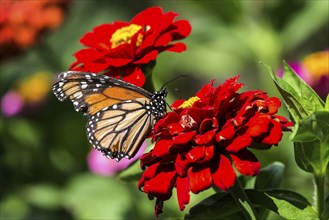 Monarch butterfly (Danaus plexippus) sitting on a red flower, Madeira, Portugal, Europe