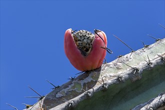 Cactus, cactus fruit, ripe fruit of the Peruvian apple cactus (Cereus repandus), Botanical Garden