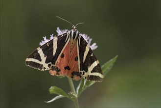 Russian bear (Euplagia quadripunctaria), Ettenberg, Almbachklamm, Berchtesgaden, Bavaria, Germany,