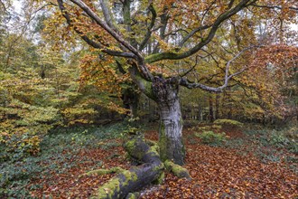 Ancient copper beech (Fagus sylvatica), Hutebuche, Hutewald Halloh, Hesse, Germany, Europe