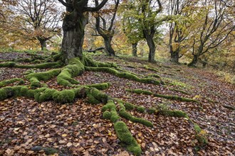 Old copper beech (Fagus sylvatica), Hutebuche, Hutewald Halloh, Hesse, Germany, Europe