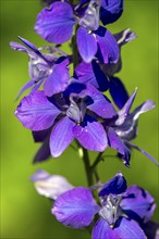 Summer knight's spur (Delphinium ajacis), Bavaria, Germany, Europe