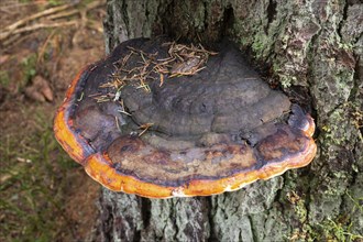 Red banded polypore (Fomitopsis pinicola), tree fungus, Harz National Park, Lower Saxony, Germany,