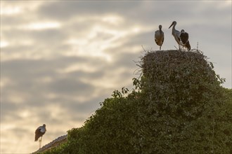 Silhouettes of white stork (ciconia ciconia) on their nest in a village at sunset. Bas-Rhin,