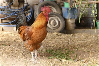 Free range rooster on a farm. Bas-Rhin, Collectivite europeenne d'Alsace, Grand Est, France, Europe