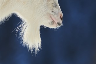 Domestic goat (Capra hircus) goatee, detail, winter in tirol, Kitzbühel, Wildpark Aurach, Austria,