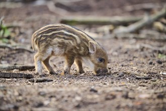 Wild boar (Sus scrofa) squeaker in a forest, Bavaria, Germany Europe