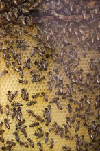 Honey bees (Apis mellifera) on honeycombs in a beehive, Lower Saxony, Germany, Europe