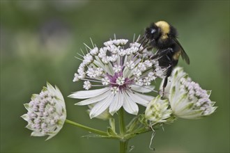 White-tailed bumblebee (Bombus lucorum) on Starthistle (Astrantia major), Emsland, Lower Saxony,