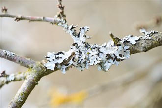 Detail of lichen growing on a branch, Upper Palatinate, Bavaria, Germany, Europe