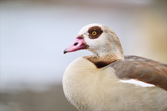 Egyptian goose (Alopochen aegyptiaca), portrait, detail, Bavaria, Germany Europe